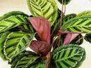 Calathea Roseopicta